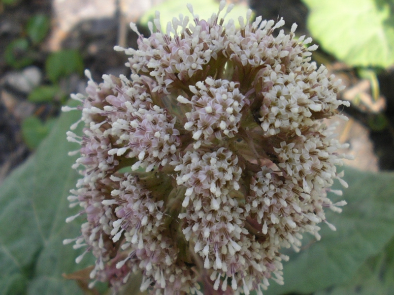Petasites albus / Petasite bianco