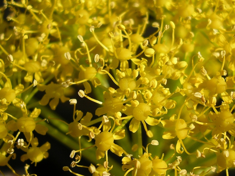 Ferula communis / Ferula comune