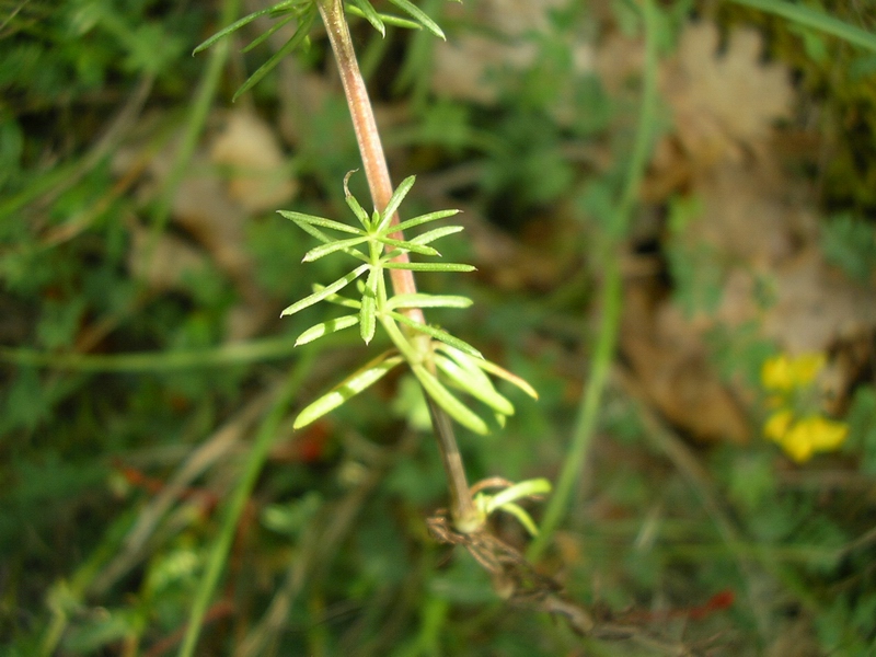 Da identificare - ai margini di un bosco - Galium sp.