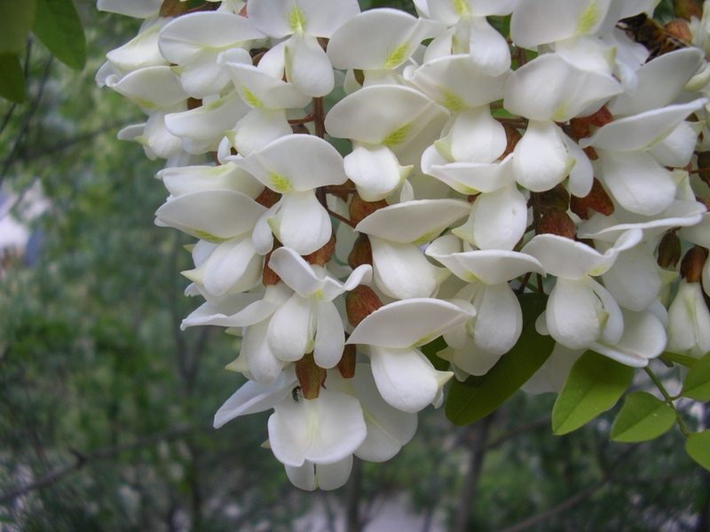 Robinia pseudoacacia / Robinia