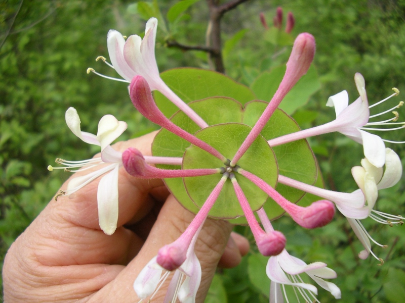 Lonicera caprifolium / Caprifoglio comune, abbracciabosco