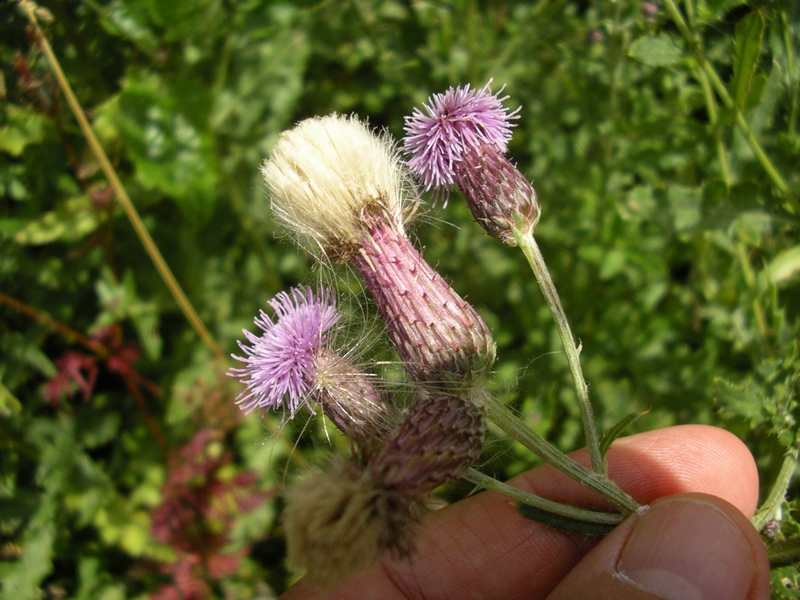 Cirsium arvense & Centaurea gialla