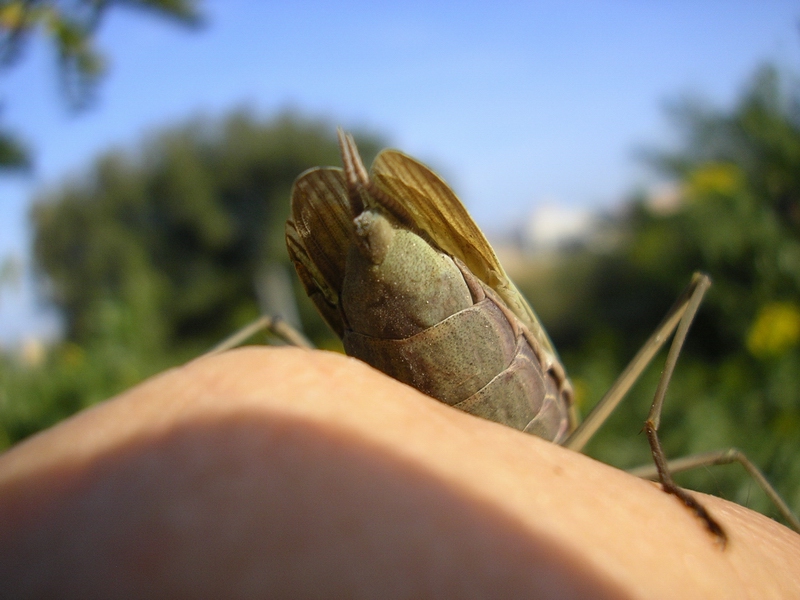 Mantis religiosa