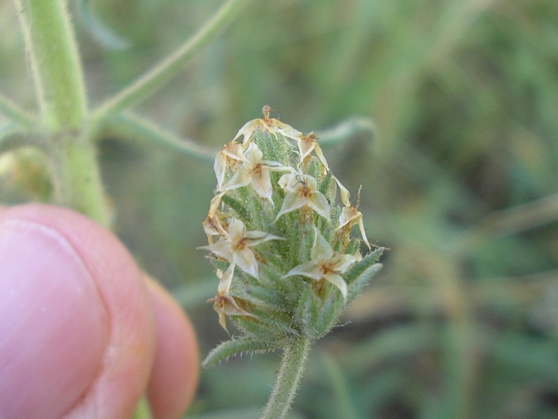 Plantago afra