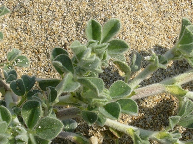 Medicago marina / Erba medica marina