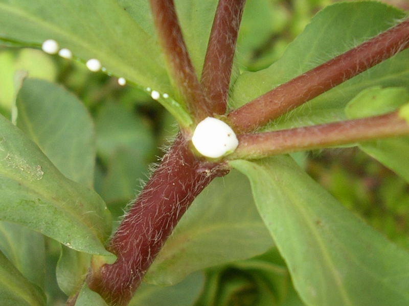 Euphorbia helioscopia