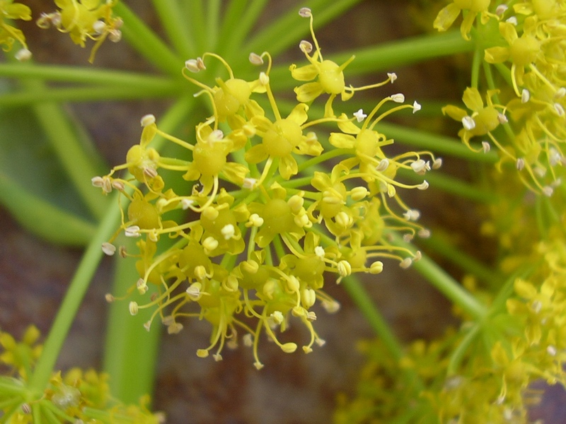 Ferula communis / Ferula comune