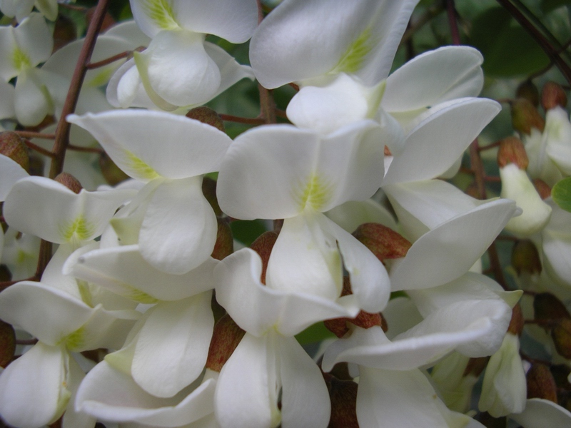 Robinia pseudoacacia / Robinia