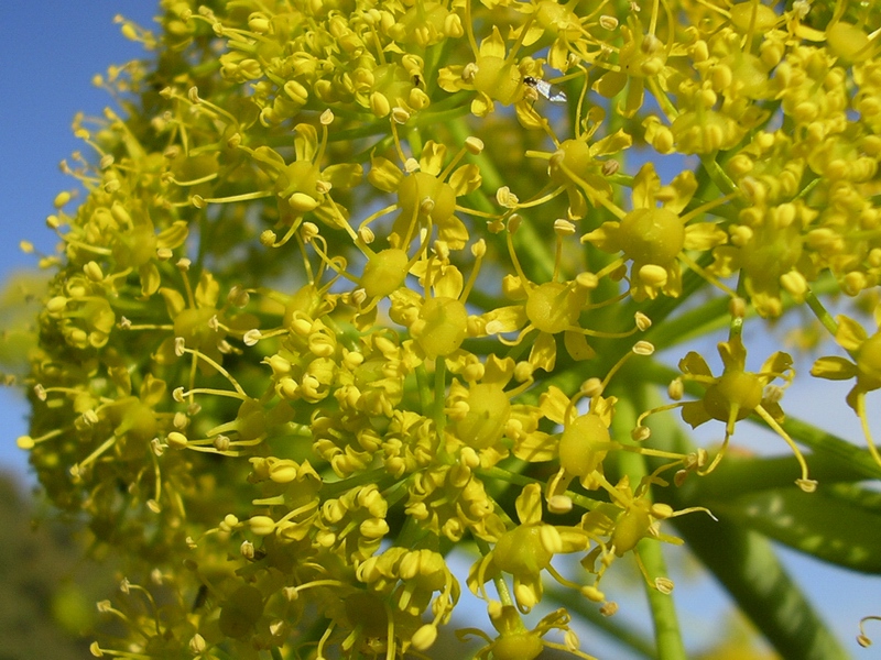 Ferula communis / Ferula comune