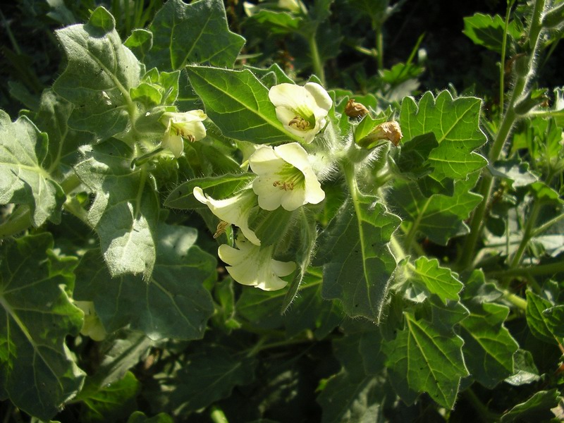 Hyoscyamus albus / Giusquiamo bianco