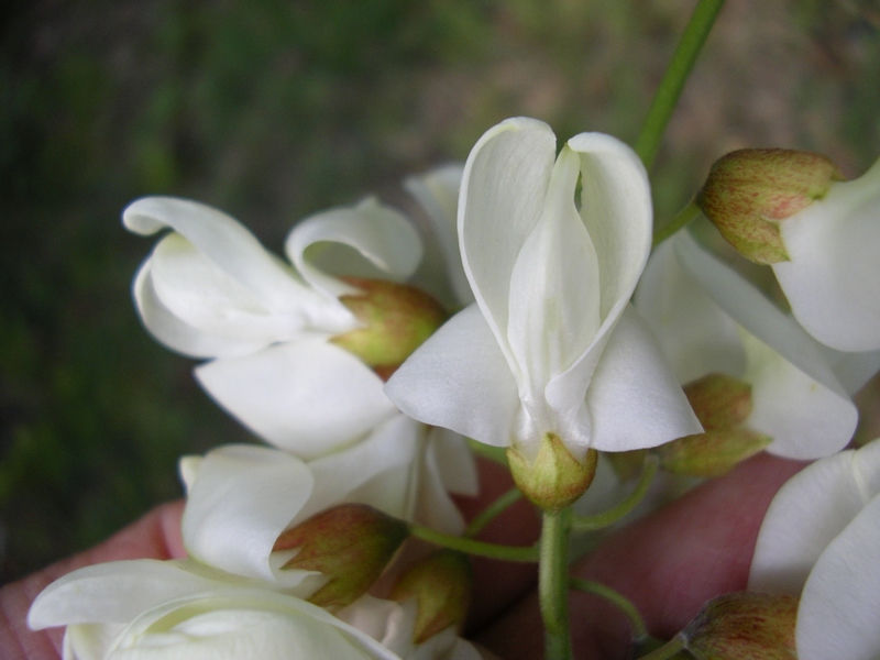 Robinia pseudoacacia / Robinia