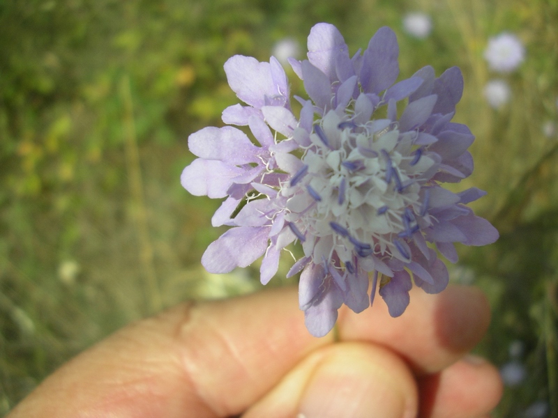 Cephalaria transsylvanica / Vedovina maggiore