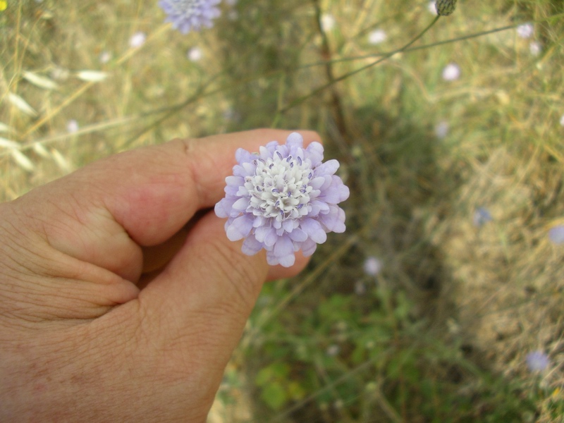 Cephalaria transsylvanica / Vedovina maggiore