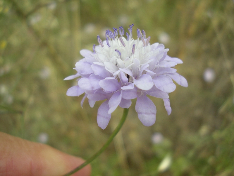 Cephalaria transsylvanica / Vedovina maggiore