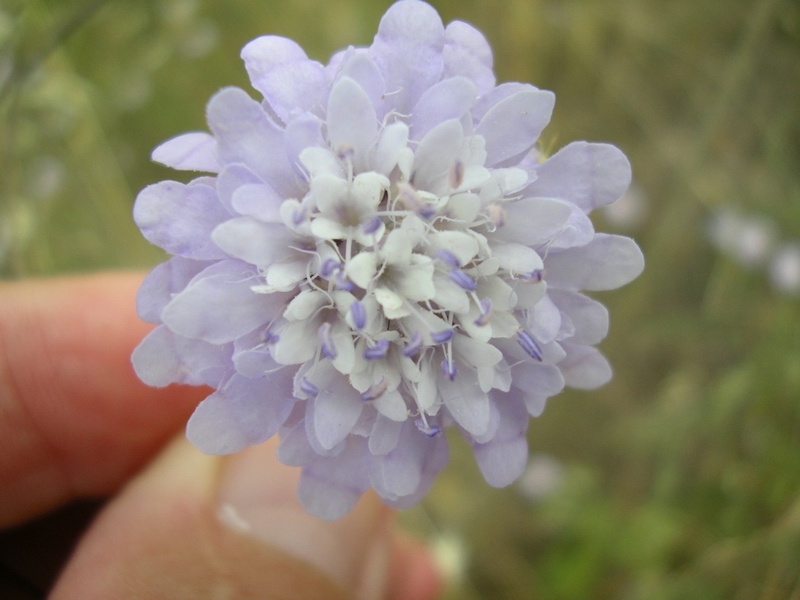Cephalaria transsylvanica / Vedovina maggiore