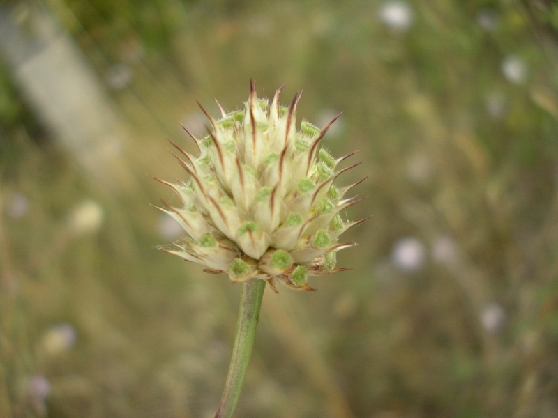 Cephalaria transsylvanica / Vedovina maggiore