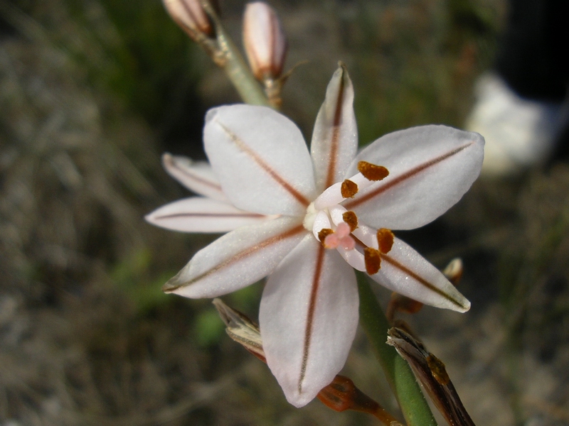 Asphodelus ramosus?