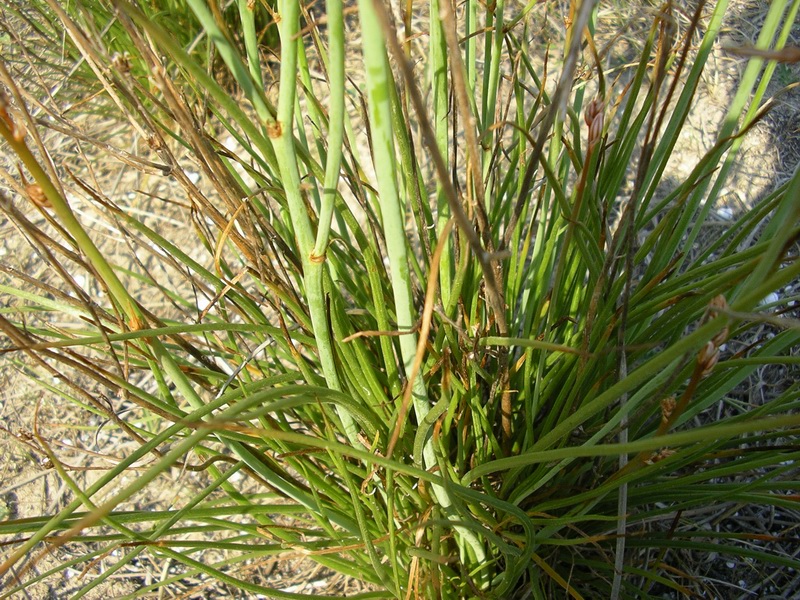 Asphodelus ramosus?