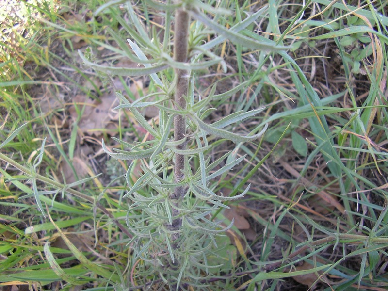 Plantago afra