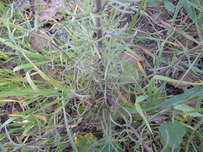 Plantago afra