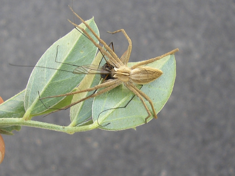 Pisaura sp. con preda