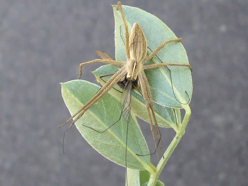 Pisaura sp. con preda