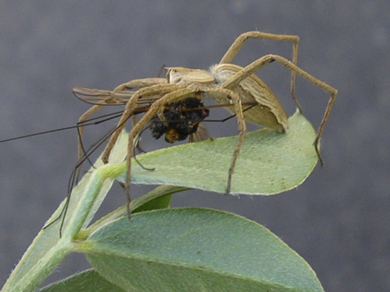 Pisaura sp. con preda