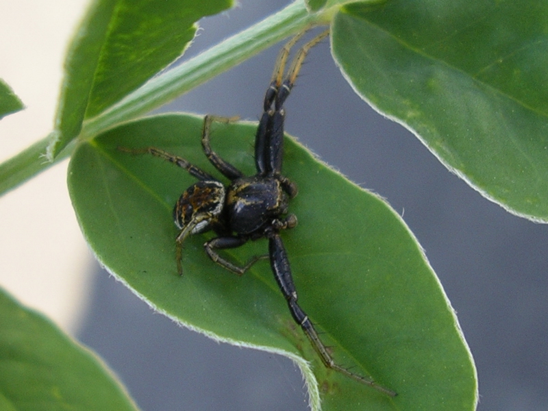 Xysticus sp. maschio