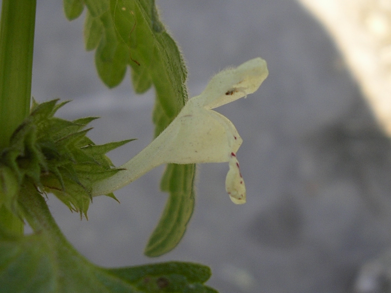 Lamium bifidum