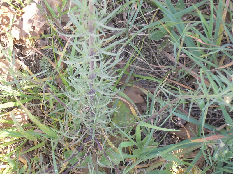 Plantago afra