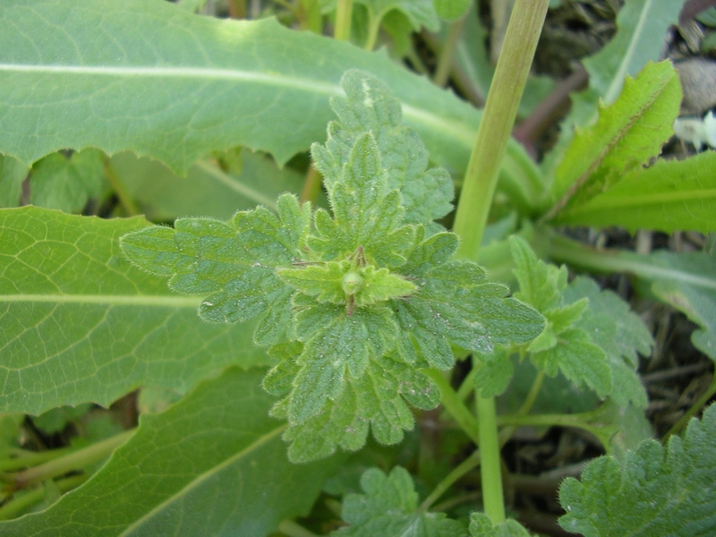 Lamium bifidum