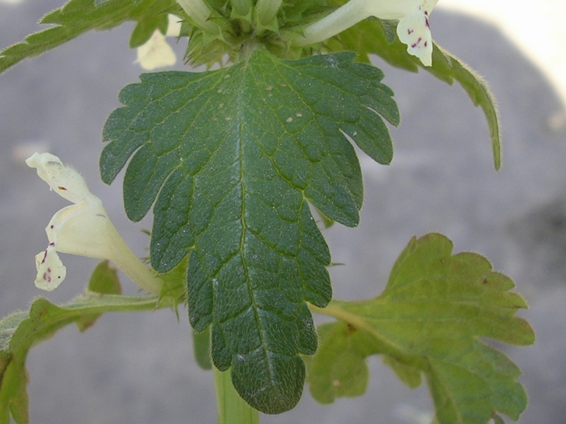 Lamium bifidum