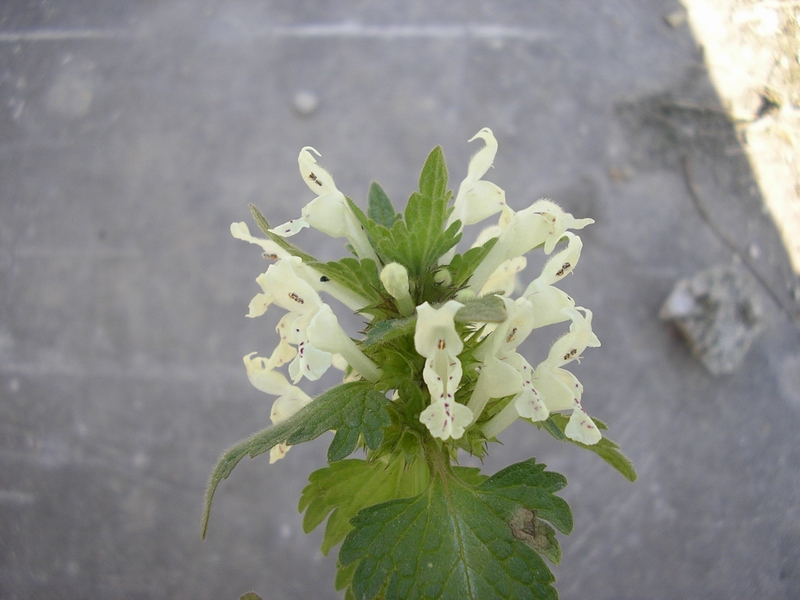 Lamium bifidum