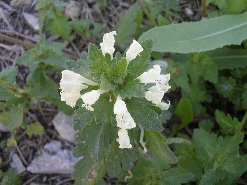 Lamium bifidum