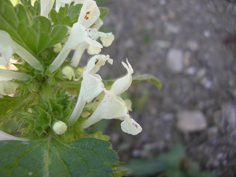 Lamium bifidum