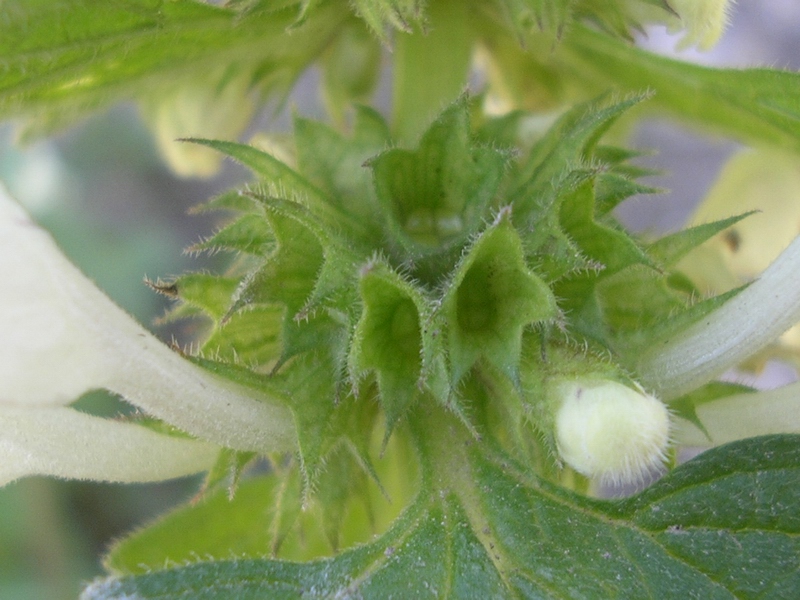Lamium bifidum