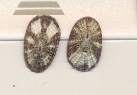 Diodora graeca
