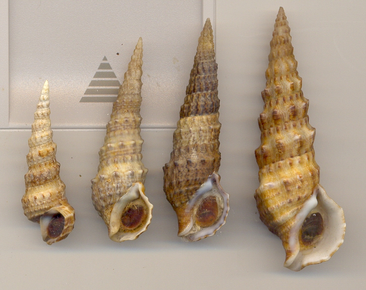 Cerithium vulgatum