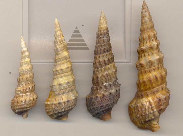 Cerithium vulgatum