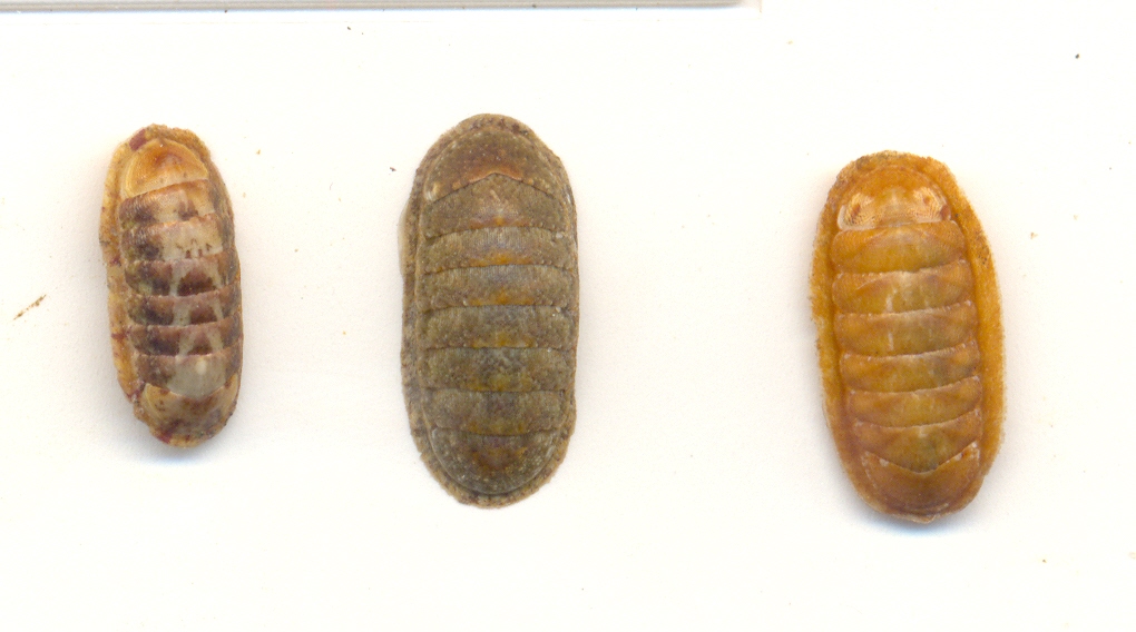 Ischnochiton rissoi