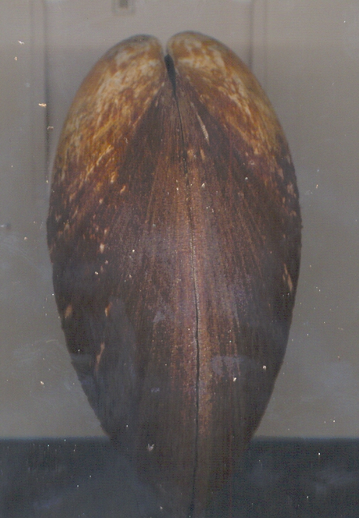 Glycymeris glycymeris