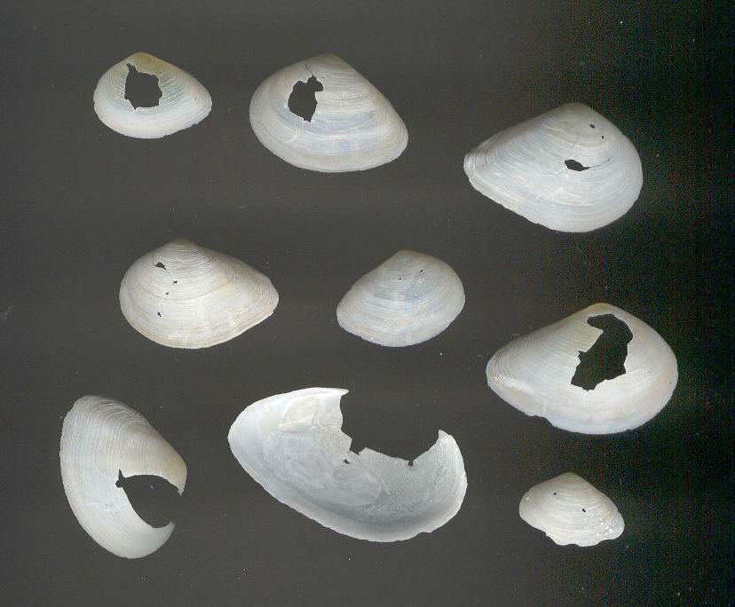 Ripascimento Ladispoli 2003 - Cava di Anzio