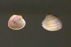 Ripascimento Ladispoli 2003 - Cava di Anzio