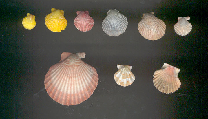 Ripascimento Ladispoli 2003 - Cava di Anzio