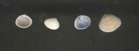 Ripascimento Ladispoli 2003 - Cava di Anzio