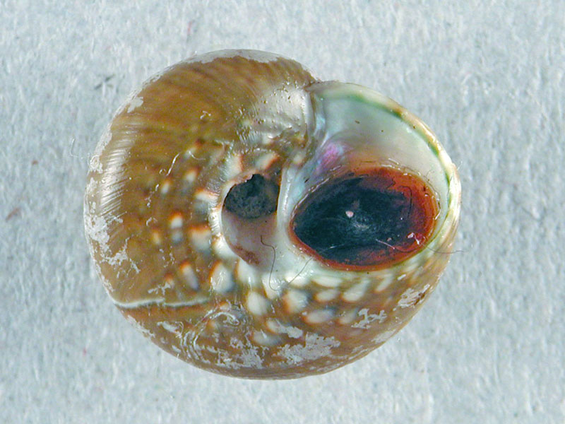 Gibbula umbilicaris