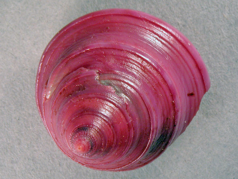 Calliostoma zizyphinum