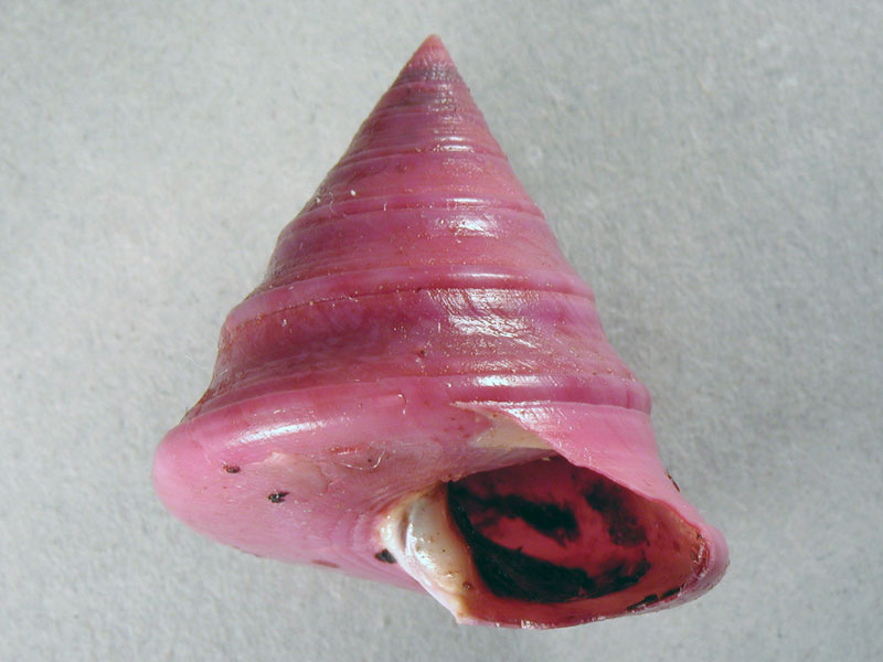 Calliostoma zizyphinum