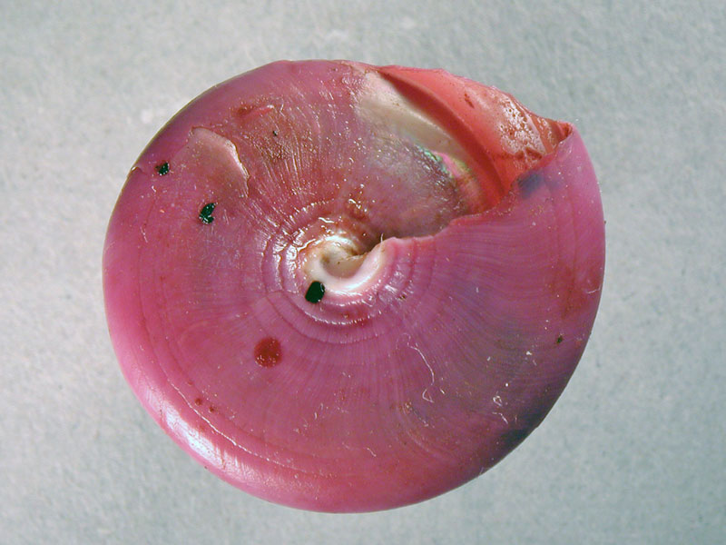 Calliostoma zizyphinum