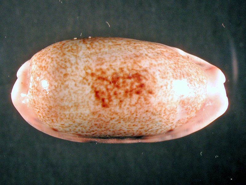 Cypraeidae del Mediterraneo